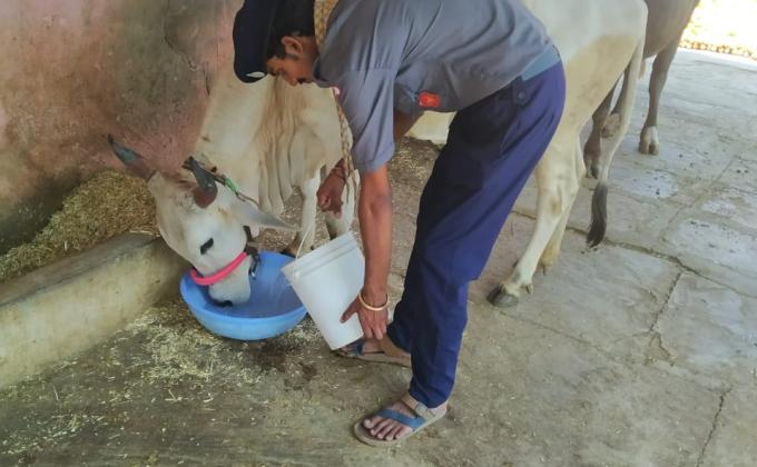 पशु सेवा