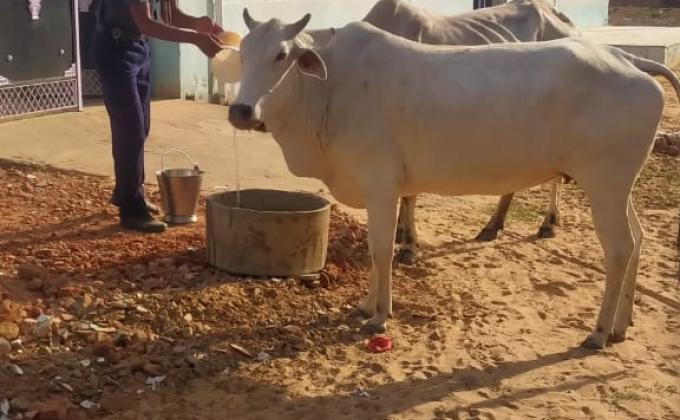  पशुओं को पानी पिलाते हुए