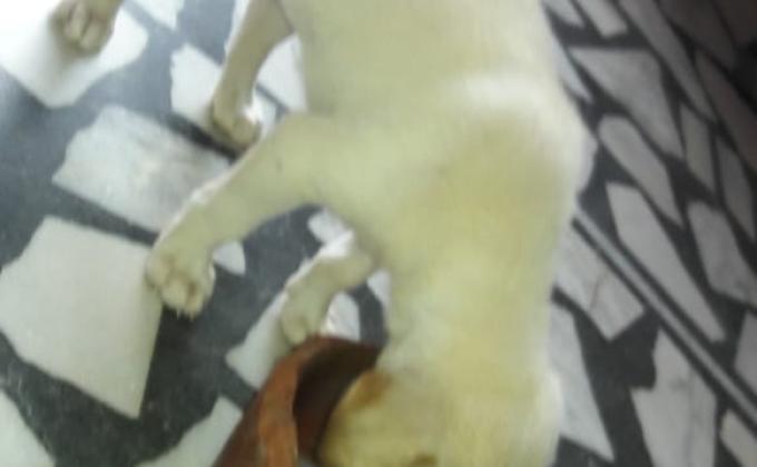 जीवों पर दयाभाव।