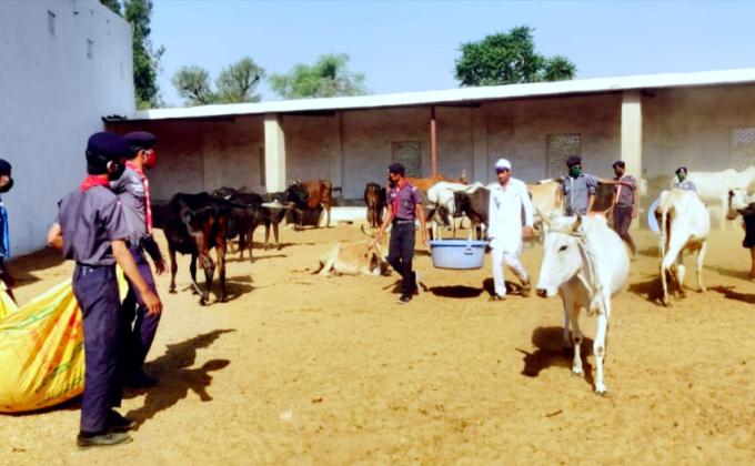 गौशाला में   स्काउट दे रहे है   ड्यूटी