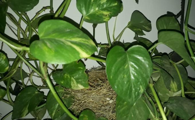 जैव विविधता BSG DHQ Jodhpur Rajasthan India 