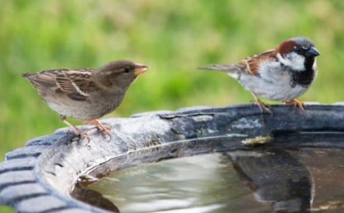 Bird water feeder