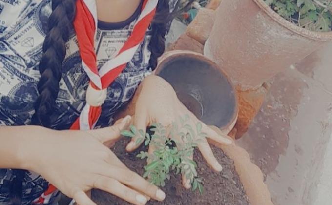 Lockdown gardening at home