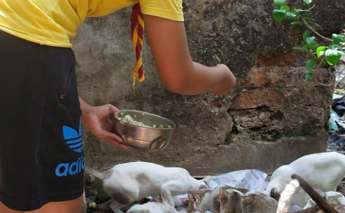 feeding cats