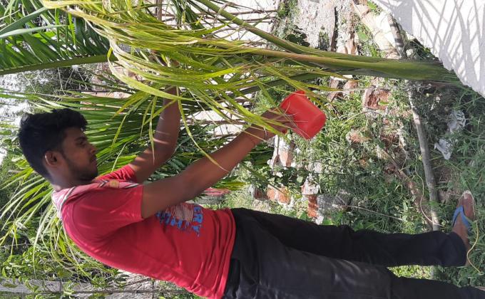 ବୃଷ ରୋପଣ 