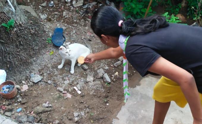 Feeding cats