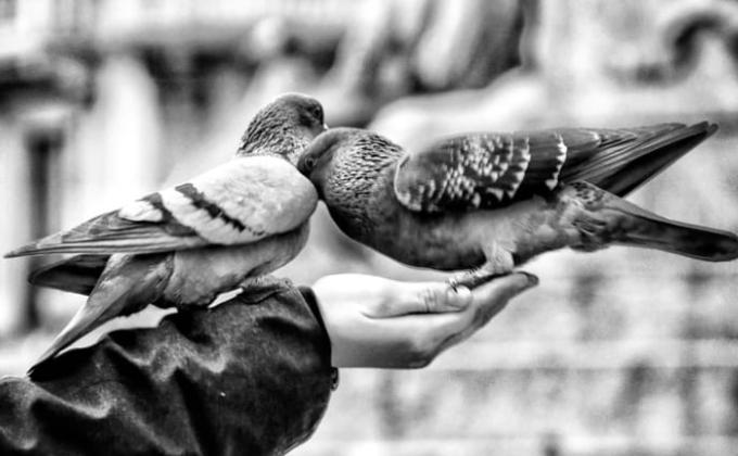 feeding to animals