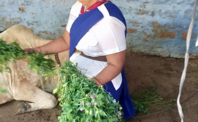 giving  food to cows and birds
