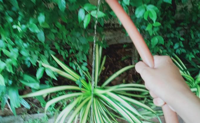 รดน้ำต้นไม้