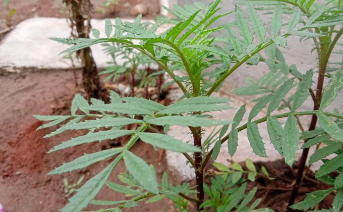 Plantation