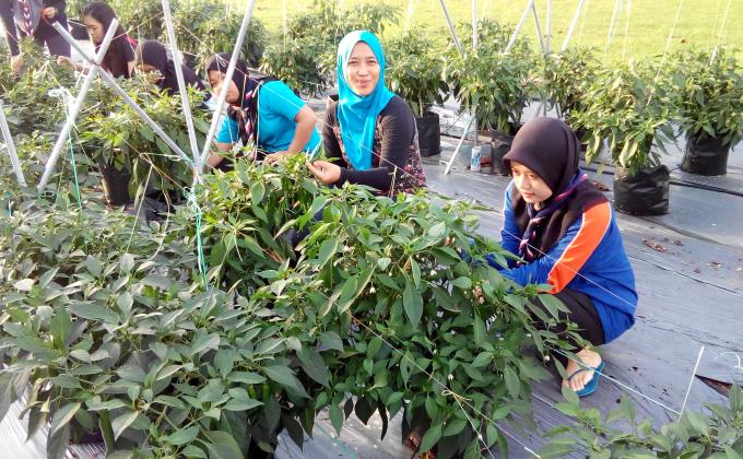 PROGRAM AGROPRENEUR - TEKNIK FERTIGASI CILI
