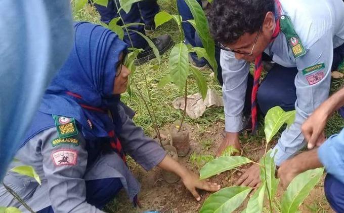 Tree Plantation 