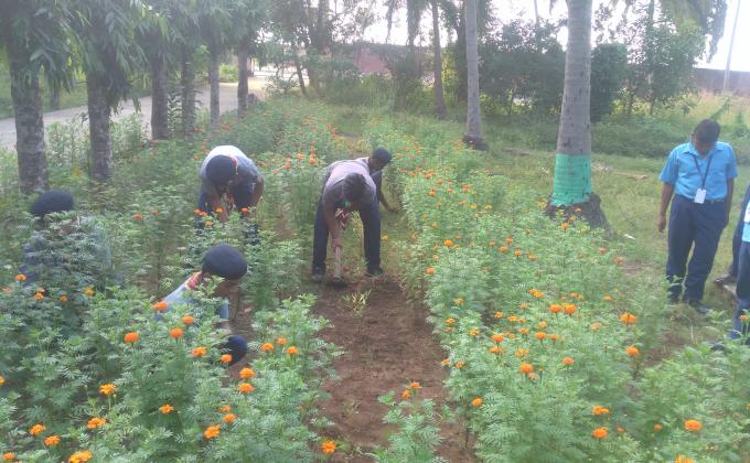 Merry gold gardening program