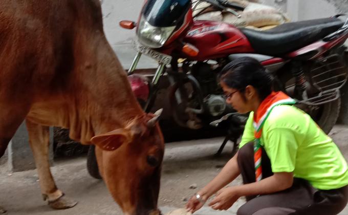 Feeding stray animals 