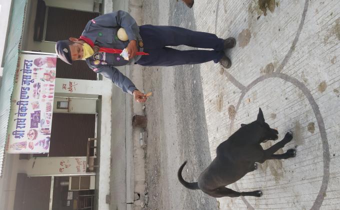 Help Animals Dogs and Cows during Covid19 Lockdown