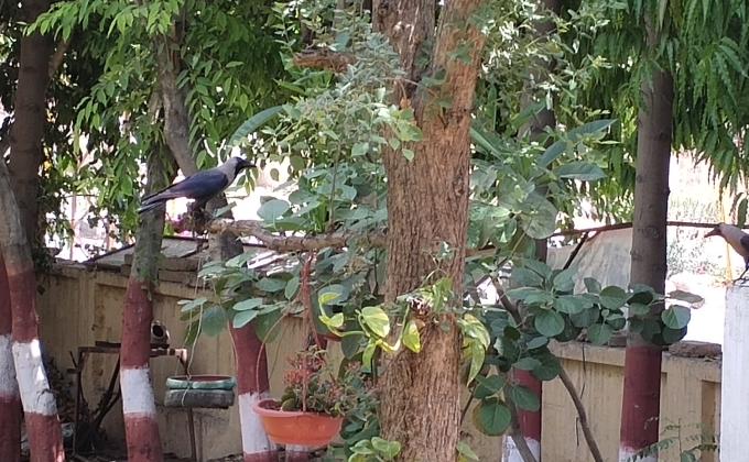 plantation and plant care