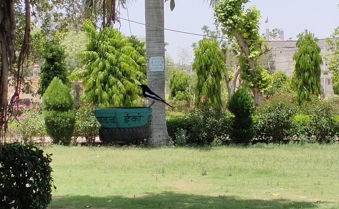 ANIMAL BIRDS SERVICE