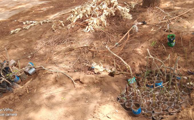 कलम रोपण