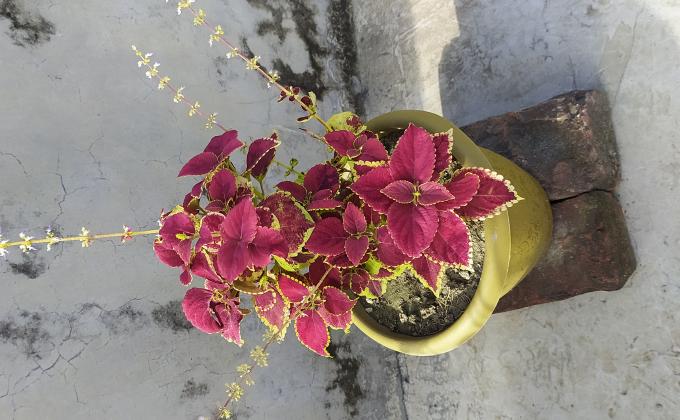 সানরাইজ ওপেন স্কাউট গ্রুপের বৃক্ষ রোপন।