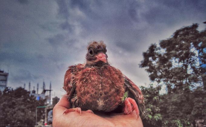 কবুতর পালন