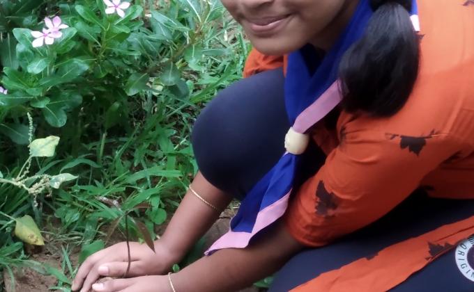 plantation