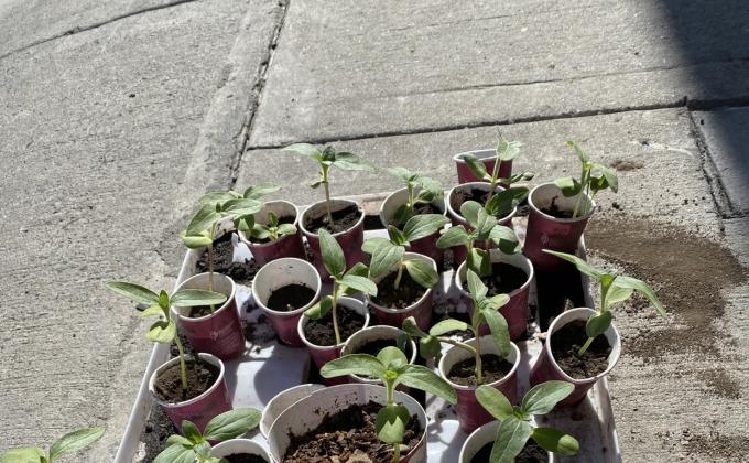 Proyecto de Sustentabilidad