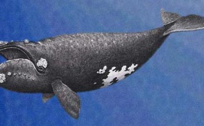 International North Atlantic Right Whale Conservation Project -- Join us!