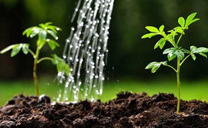 save trees
