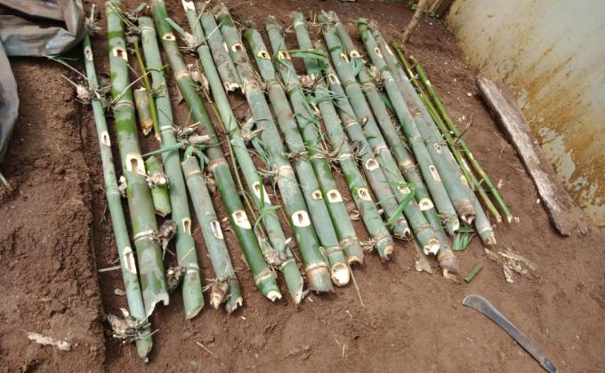 Bamboo tree seedlings propagation