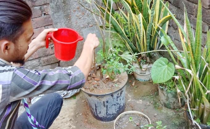 Tree plantation