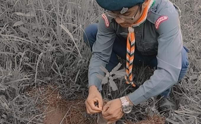 Tree plantation