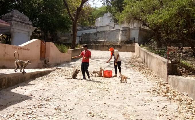 Vegetables distributed to the wild animals.