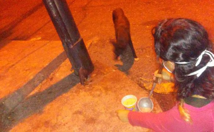 Generando una mejor calidad de vida en cuanto a la nutrición, amor, atención y respeto en los perros que se encuentran en condición de calle de la comunidad “La Plazuela” de Táriba, Municipio Cárdenas del Estado Táchira, Venezuela 