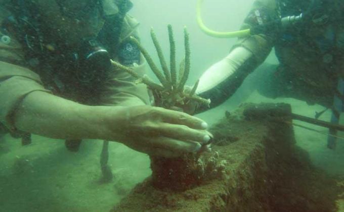 Scouts Coral Reef Restoration