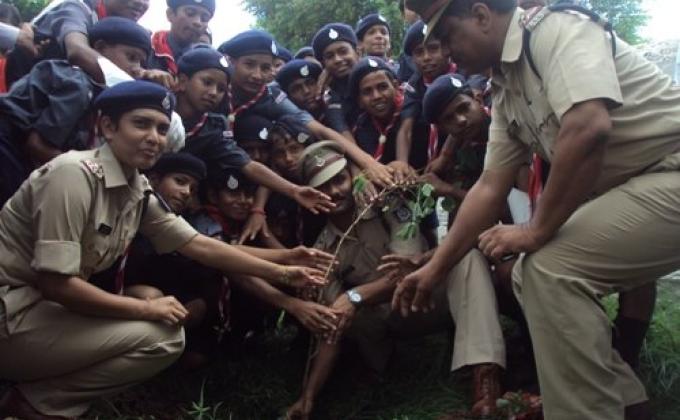Tree Plantation