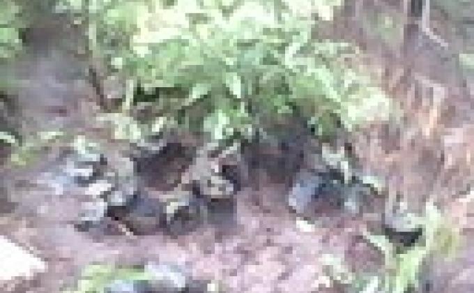 Establecimiento y manejo de vivero en la ciudad de La Trinidad  Departmento de Esteli