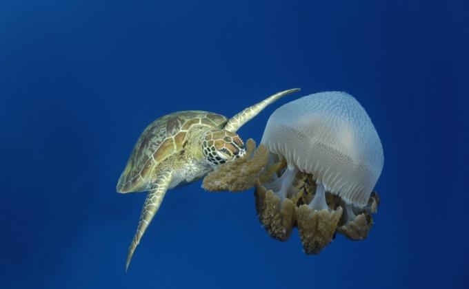 Sea turtles protection project 