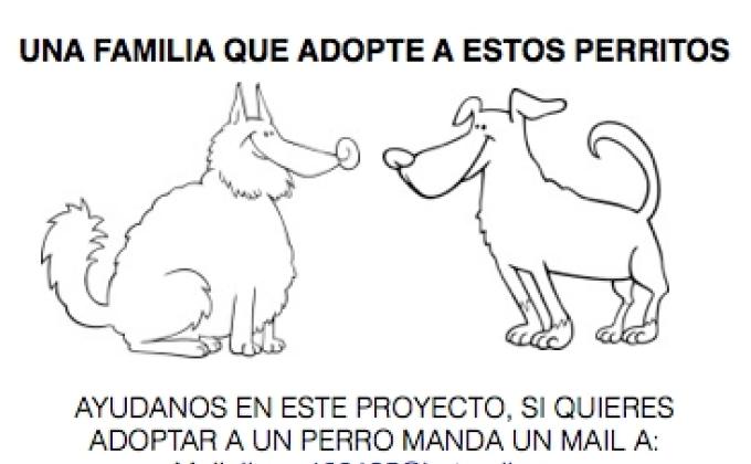 Adopción de perros callejeros