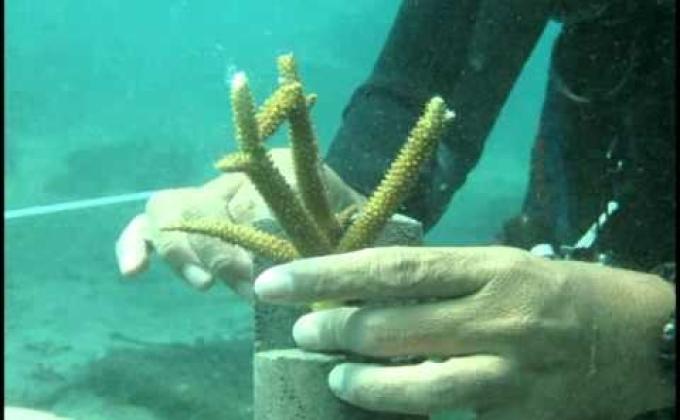 الشعاب المرجانية استعادة