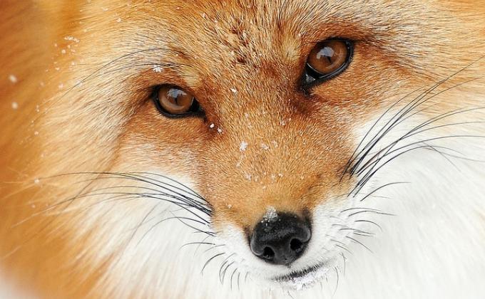 Segunda Sangria Anual Tropa 195, Gurabo, Puerto Rico