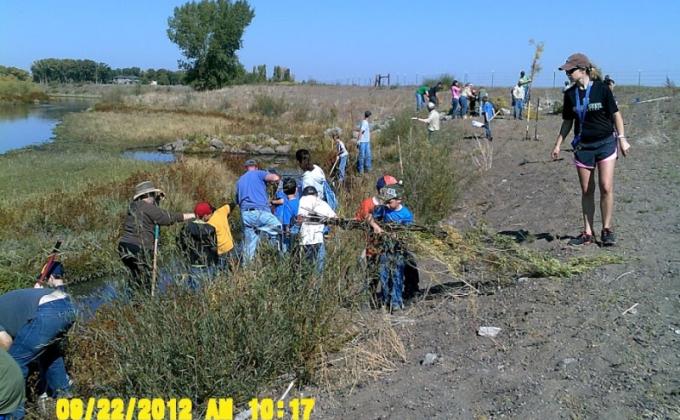 Rio Grande Willow Planting