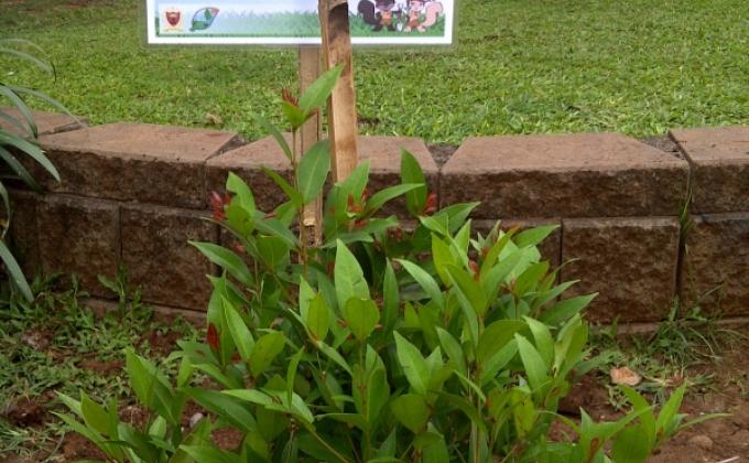 GREEN AND HEALTH PROJECT CONTRIBUTES IN GIVING FRESH AIR TO THE CAPITAL CITY