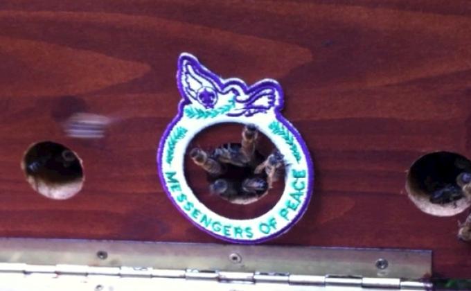 Beekeeping as a contribution to food security