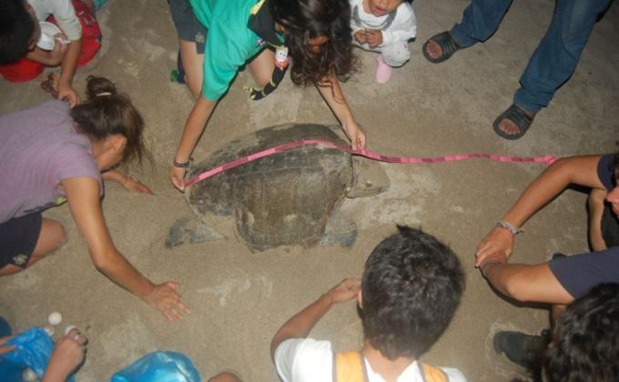 Rescatando y sembrando huevos de Tortuga Golfina, Grupo 15, Zapopan, Provincia Jalisco, ASMAC
