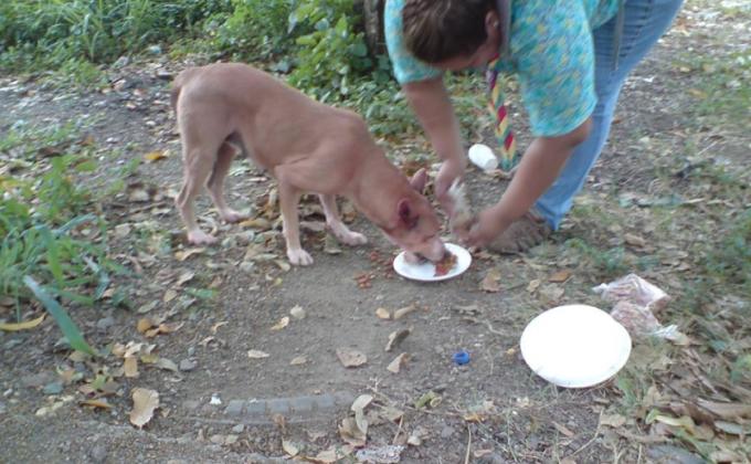No AL MALTRATO ANIMAL HONDURAS C.A