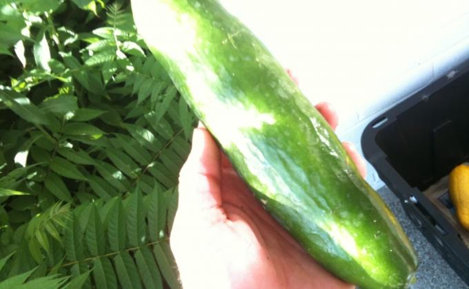 Pack 78 Framingham, MA - Victory Over Hunger Garden