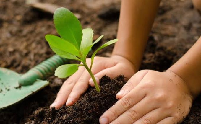 PLANTING
