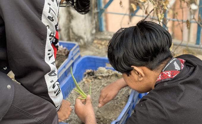 Planting Alovera