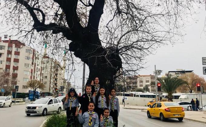 CAP : activity 04 / 10 : " VISIT A MONUMENT TREE"