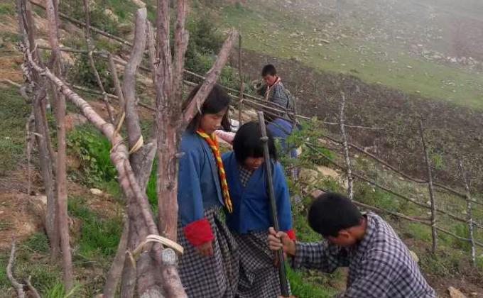  Tree plantation 